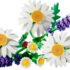 Botanicals Marguerites - LEGO