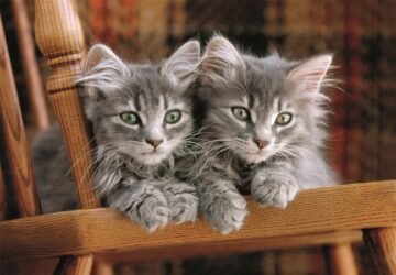 Puzzle-500-pieces-Kittens