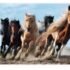 Puzzle 1000 Galloping Horses - Trefl