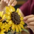 Lego-botanicals-11502-le-bouquet-de-tournesols