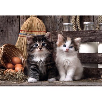Clementoni – Puzzle 1000 pièces Lovely Kittens – High Quality Collection