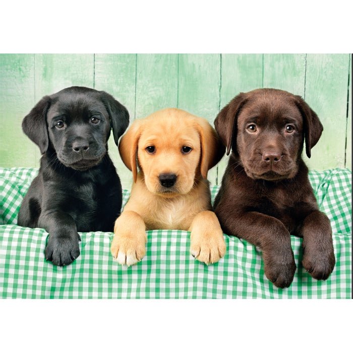 Clementoni – Puzzle 1000 pièces Trois Labradors (Three Labs) – Compact Box