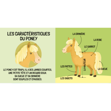 Le Monde des Poneys – Q-Box – Sassi Junior