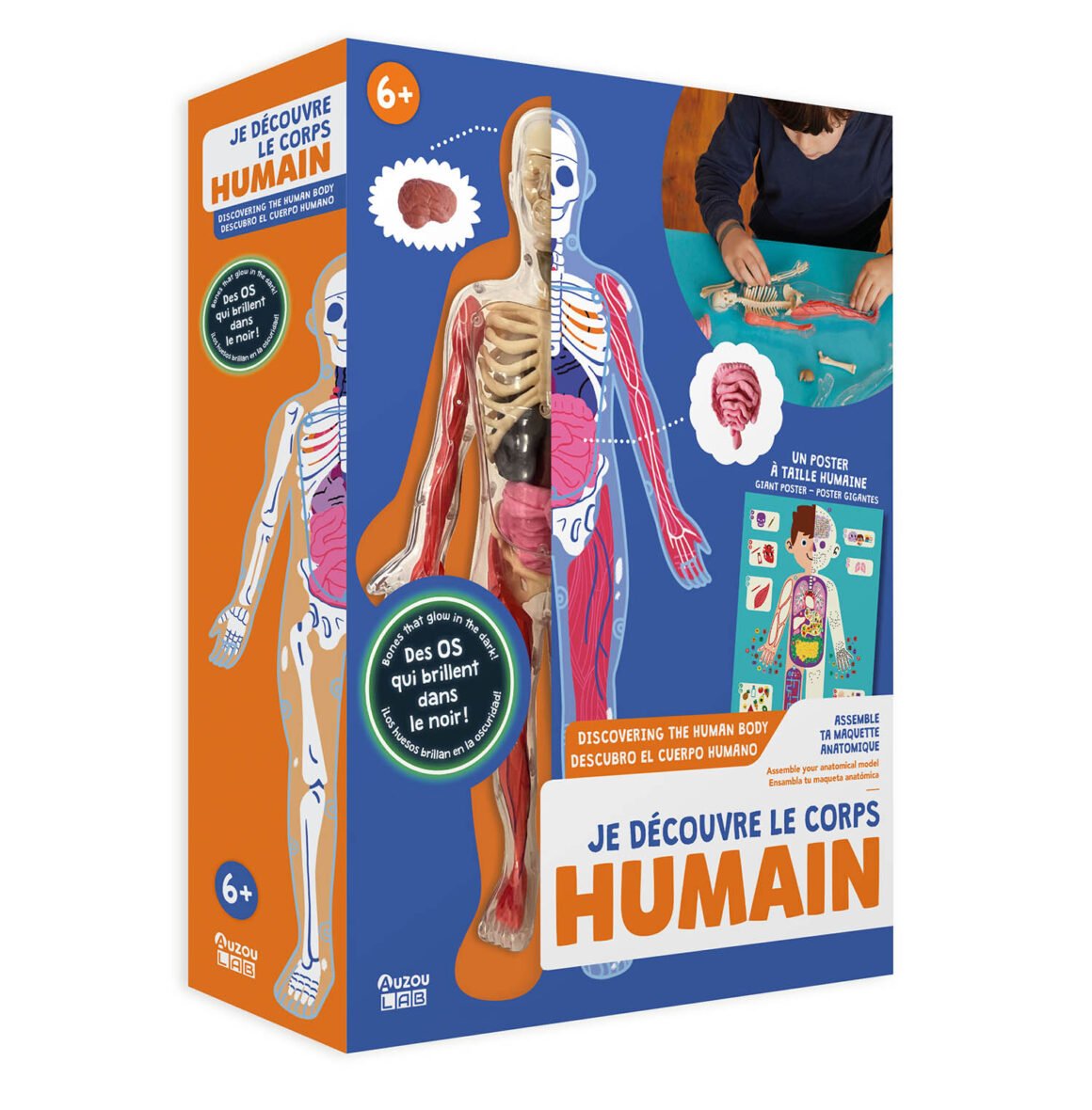 Je découvre le corps humain – Auzou