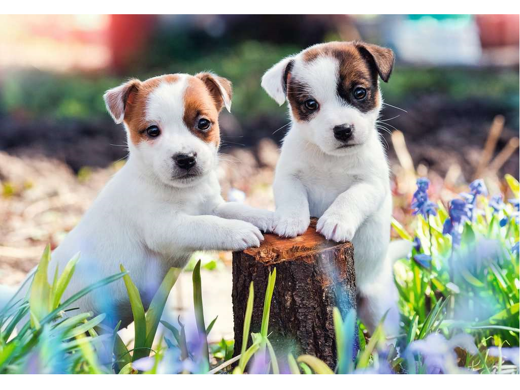 Puzzle 2*12 Petits Chiens – Ravensburger