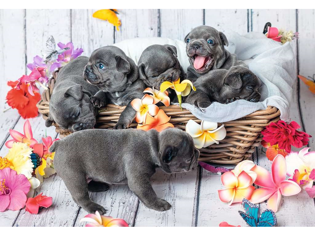 Puzzle 2*12 Petits Chiens – Ravensburger