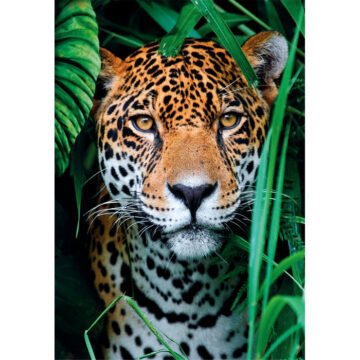 Clementoni - Puzzle 500 pièces - Jaguar in the Jungle