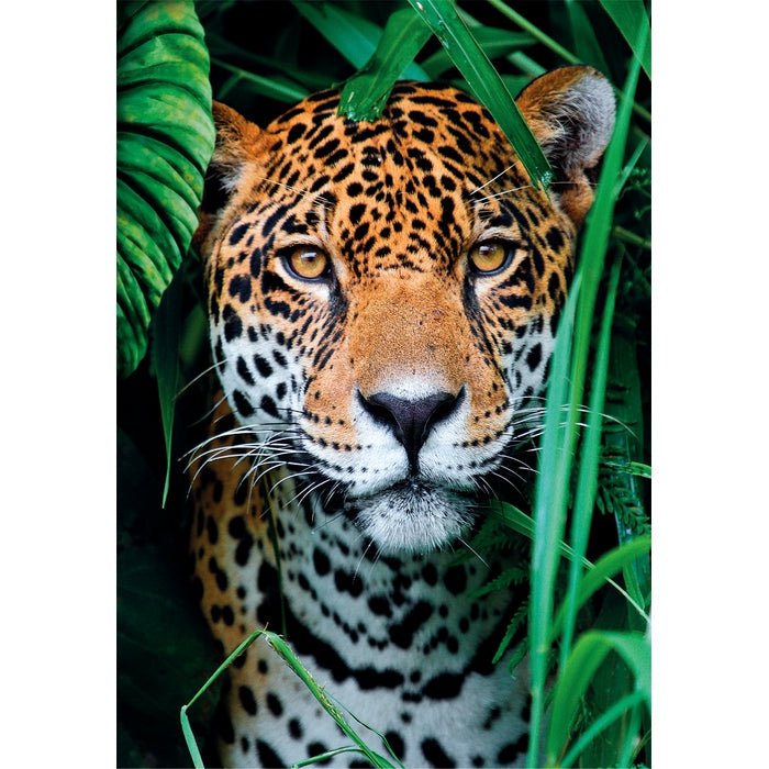 Clementoni – Puzzle 500 pièces – Jaguar in the Jungle