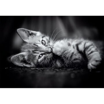 Clementoni - Puzzle 1000 pièces Kitty - High Quality Collection